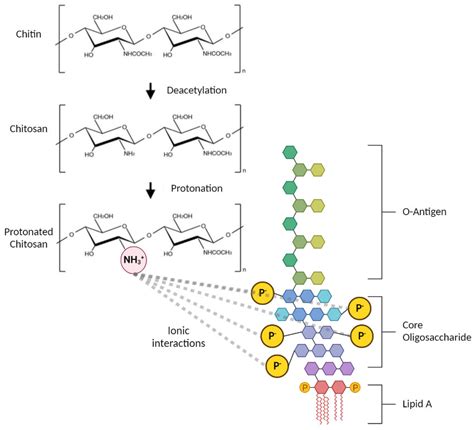 Removal Of Bacterial Endotoxins 